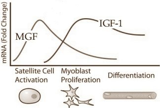 mgf5